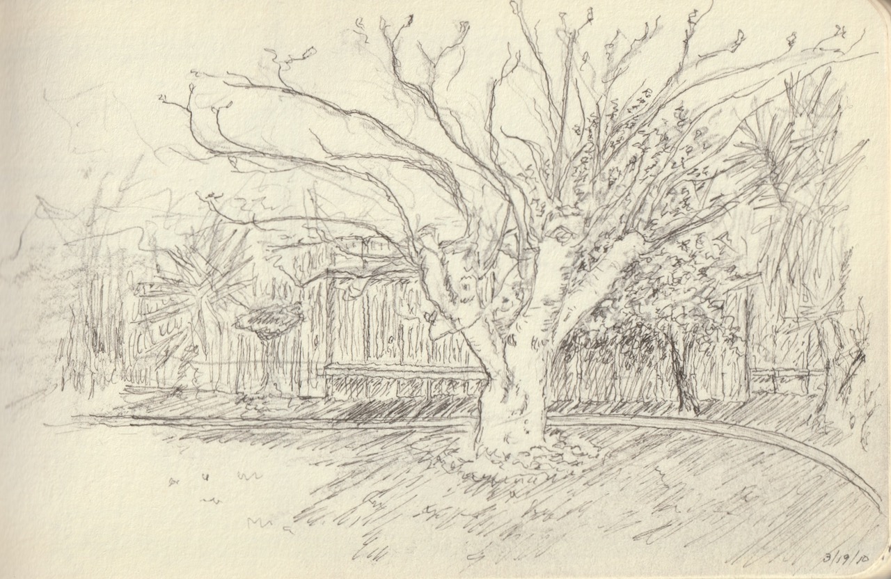 Fig Tree Drawings for Sale  Fine Art America