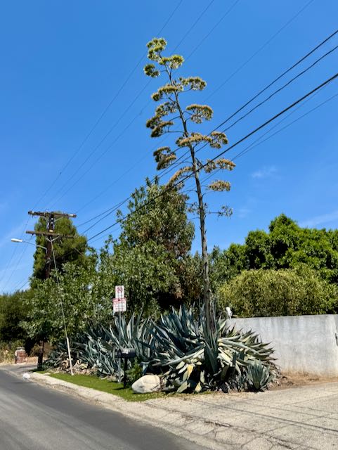 Street Photography: Giant Aloe Plant, LA, 2025